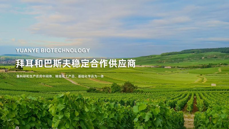 地域优势：政策与人才汇聚